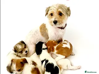 Mixed Breed dogs 11 Jack Russell x Chihuahua Puppies – 2 Litters - Advert 1