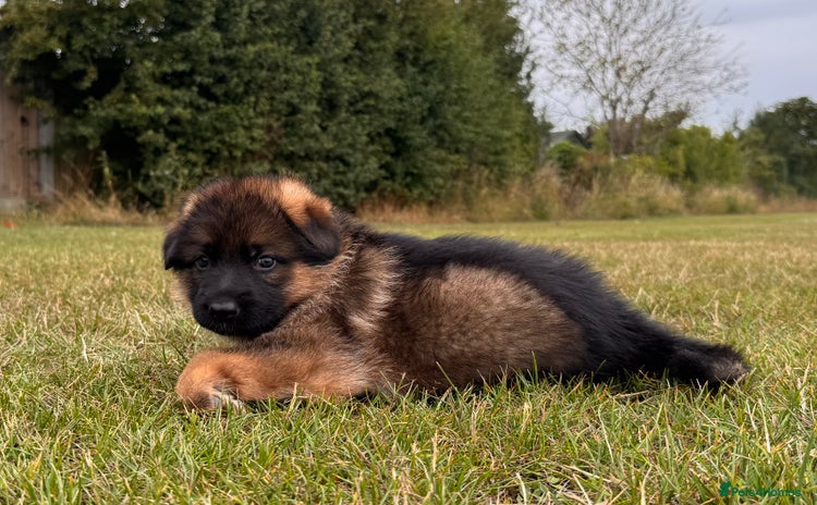German Shepherd dogs - Advert 16