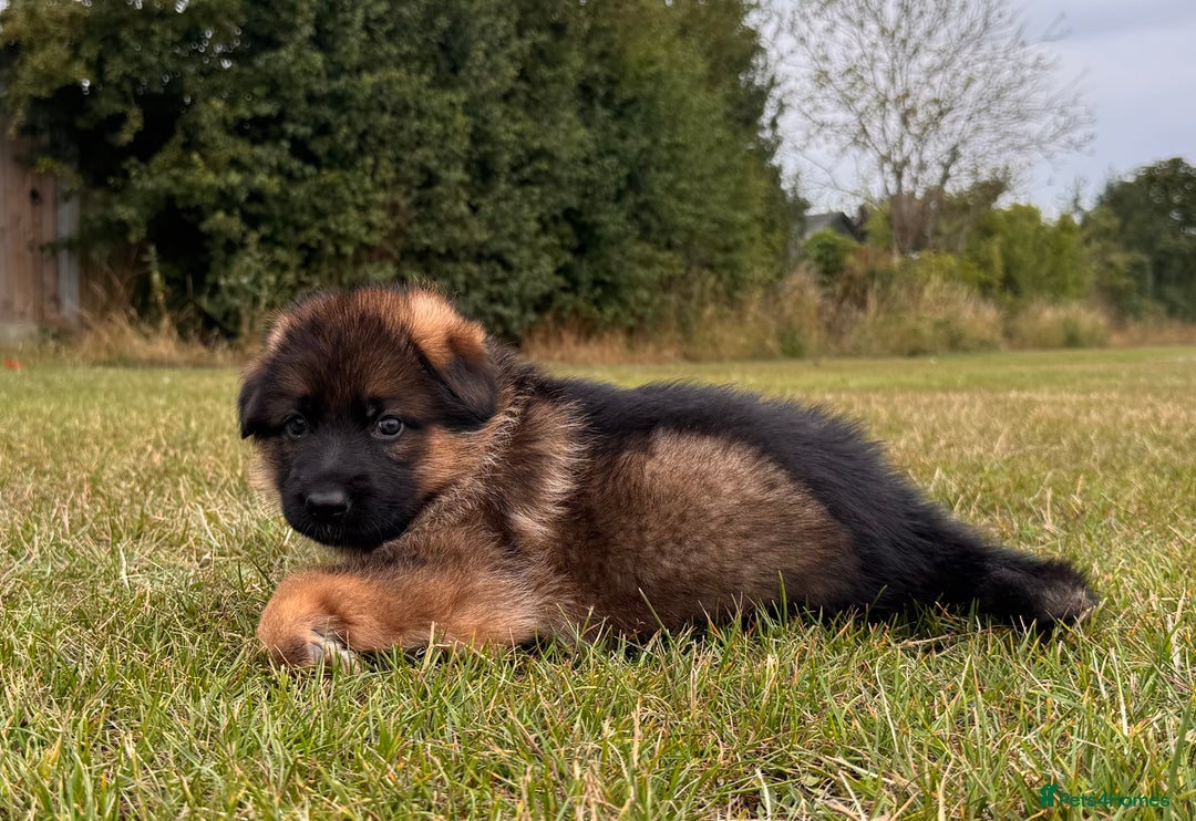 German Shepherd dogs for sale: Last stunning male puppy available  - Image 1
