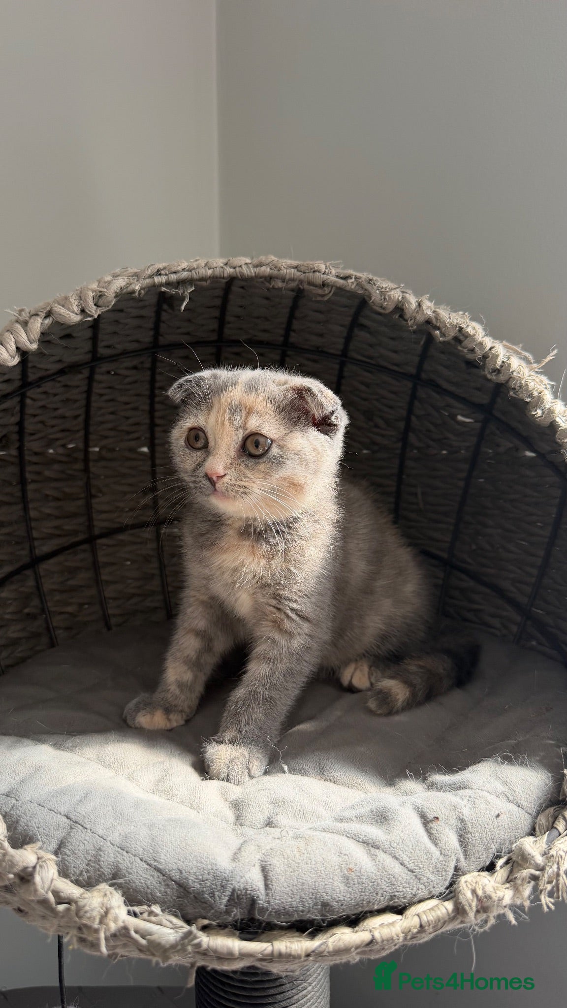 Scottish Fold cats for sale: Sweet Scottish fold kittens ready for best family  - Advert 1