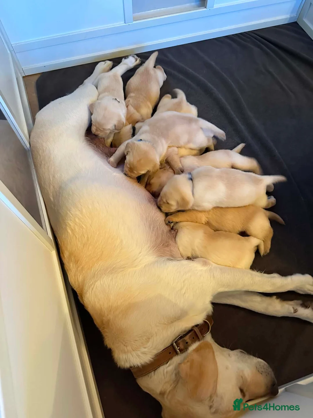 Labrador Retriever dogs for sale: KC Reg Labrador Puppies 🐾 Beautiful litter of 9  in Poulton-le-Fylde - Advert 2