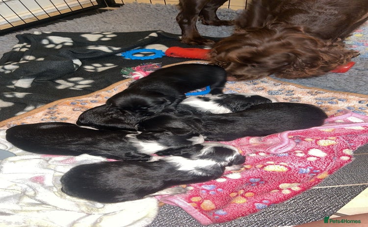 Mixed Breed dogs - Advert 4