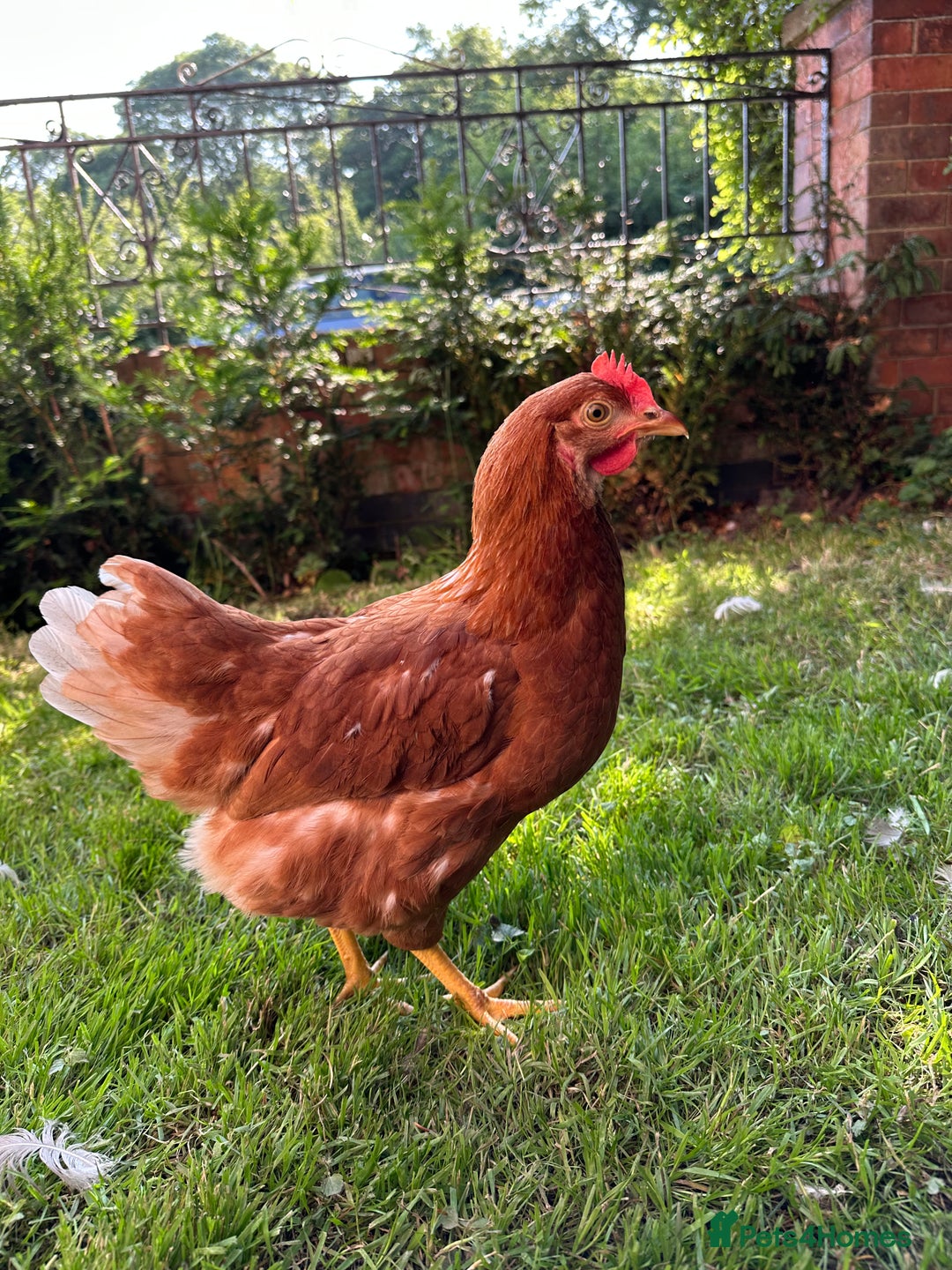 Chickens poultry for sale: Warren Brown Hens just starting to lay  - Advert 1