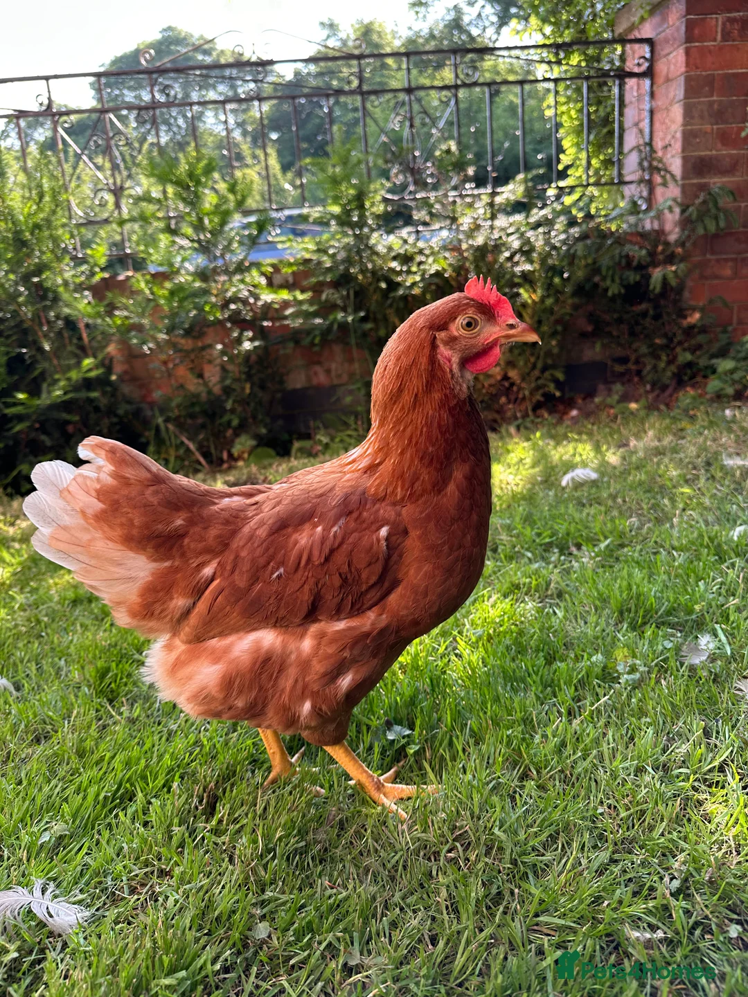 Chickens poultry for sale: Warren Brown Hens just starting to lay  - Advert 1