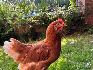 Chickens poultry Warren Brown Hens just starting to lay - Advert 6