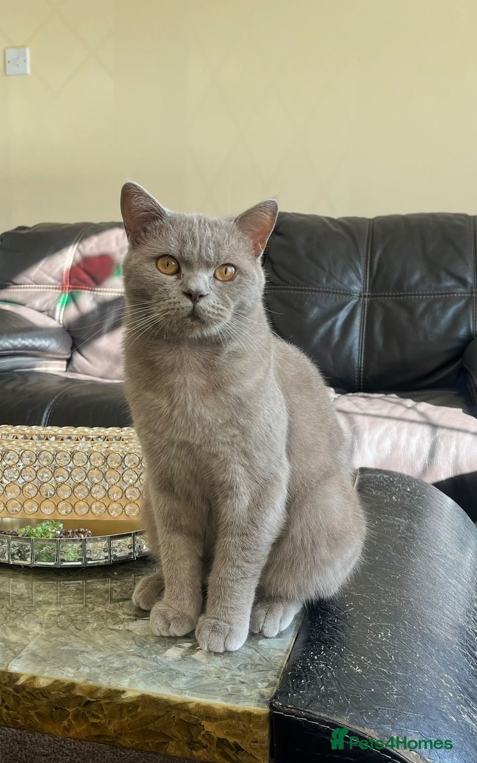 British Shorthair cats Full trained British Shorthair - Advert 1