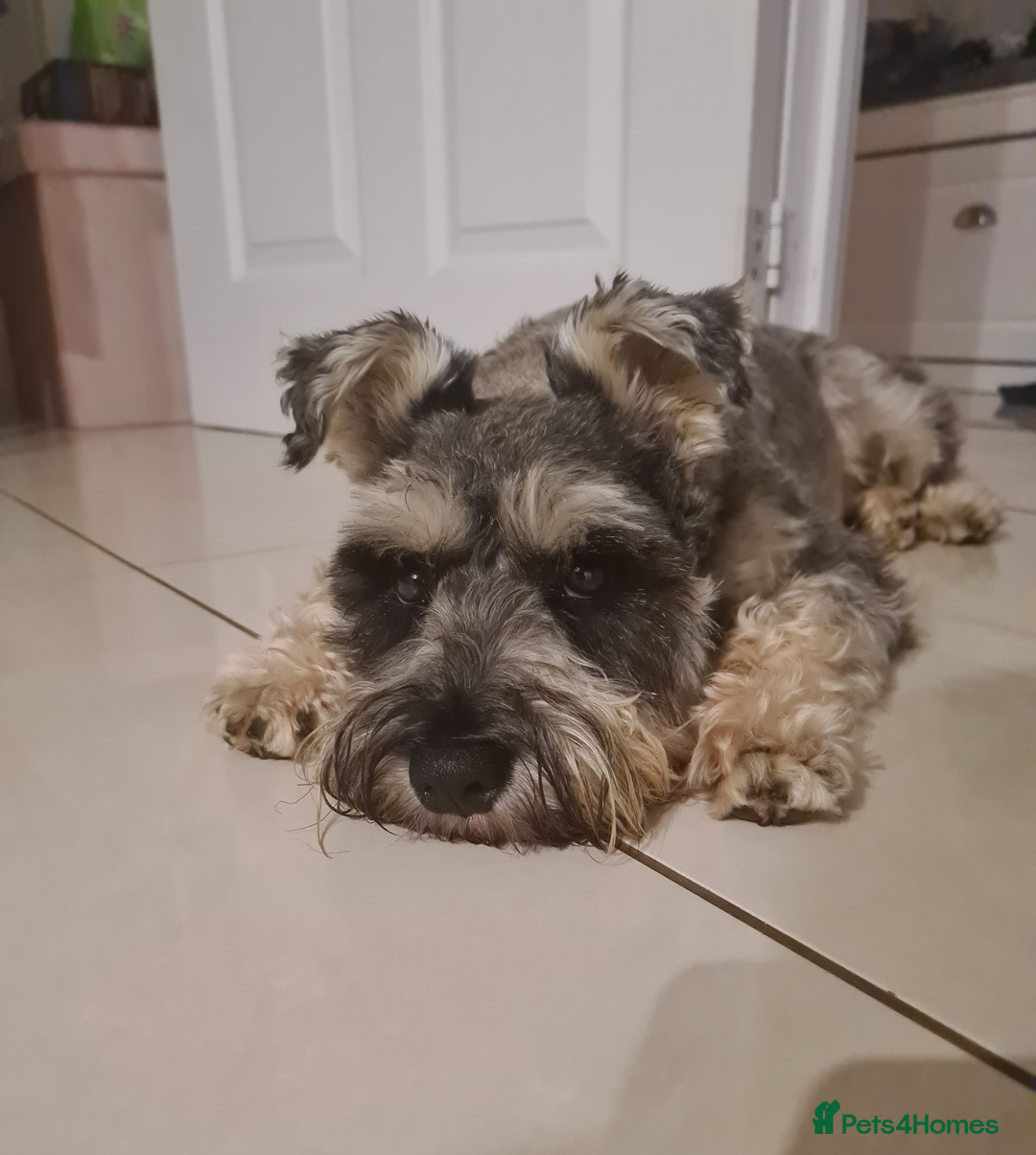 Miniature Schnauzer dogs for stud: Bearded Gentleman looking for a perfect Lady ;) - Advert 3