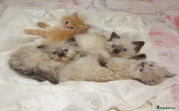 Mixed Breed cats for sale: Ragdoll X Persian kittens  - Image 1