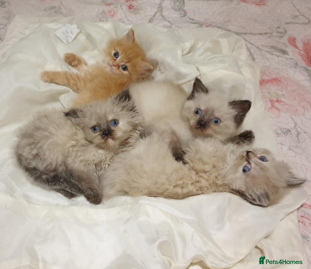 Mixed Breed cats for sale: Ragdoll X Persian kittens  - Image 1