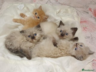 Mixed Breed cats for sale - Advert 1