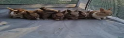 Mixed Breed rabbits for sale: Mini lop x lionhead bunnies - Advert 2