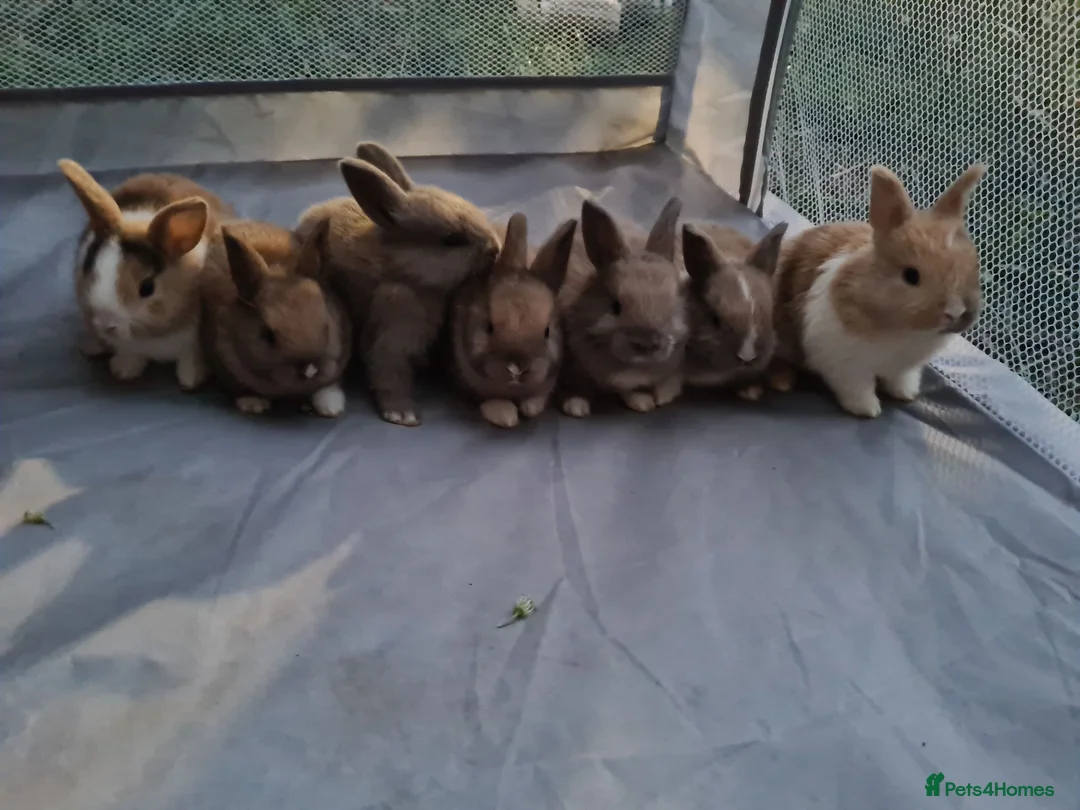 Mixed Breed rabbits for sale: Mini lop x lionhead bunnies - Advert 2