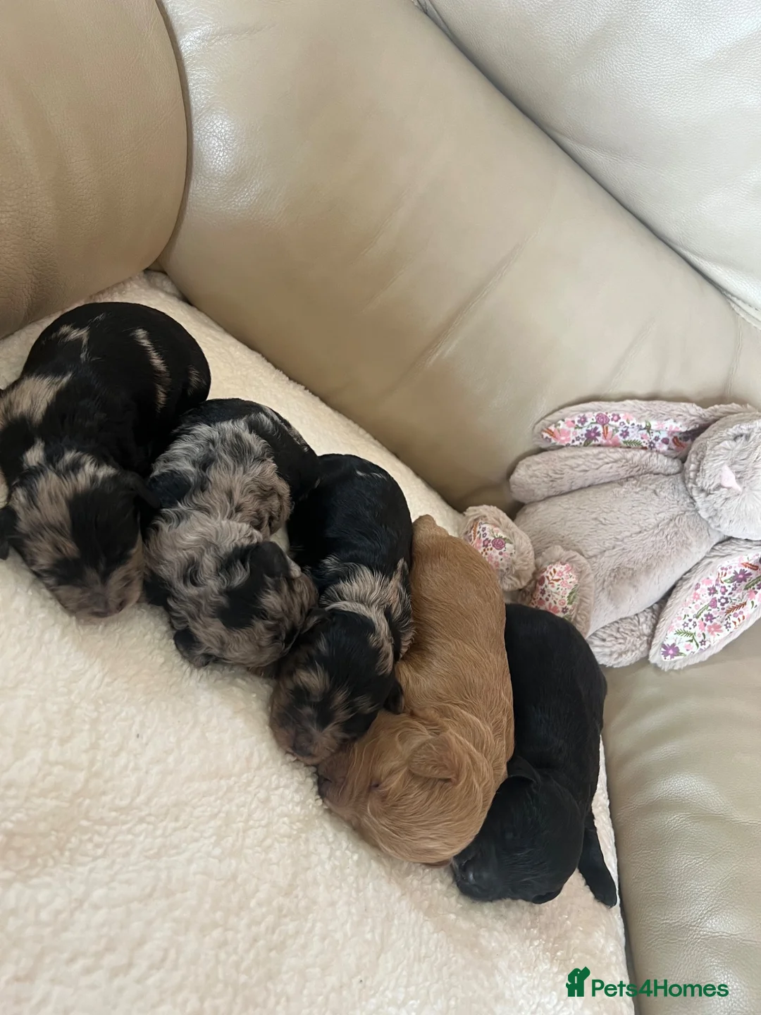 Cockapoo dogs for sale: Merle cockapoo puppy’s  - Advert 2