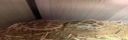 Tortoise reptiles for sale: Horsfield tortoises  - Advert 3