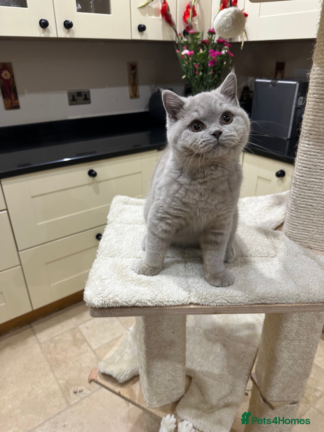 British Shorthair cats for sale: FULL PEDIGREE, REGISTERED BSH - Image 32