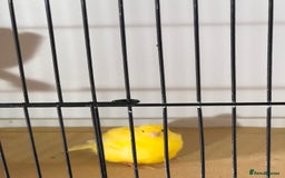 Canaries birds for sale: Fife canaries for sale 2025 bred - Image 13