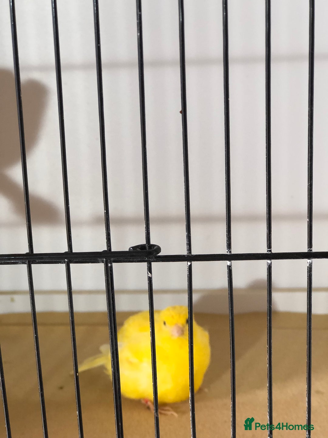 Canaries birds for sale: Fife canaries for sale 2025 bred - Image 13
