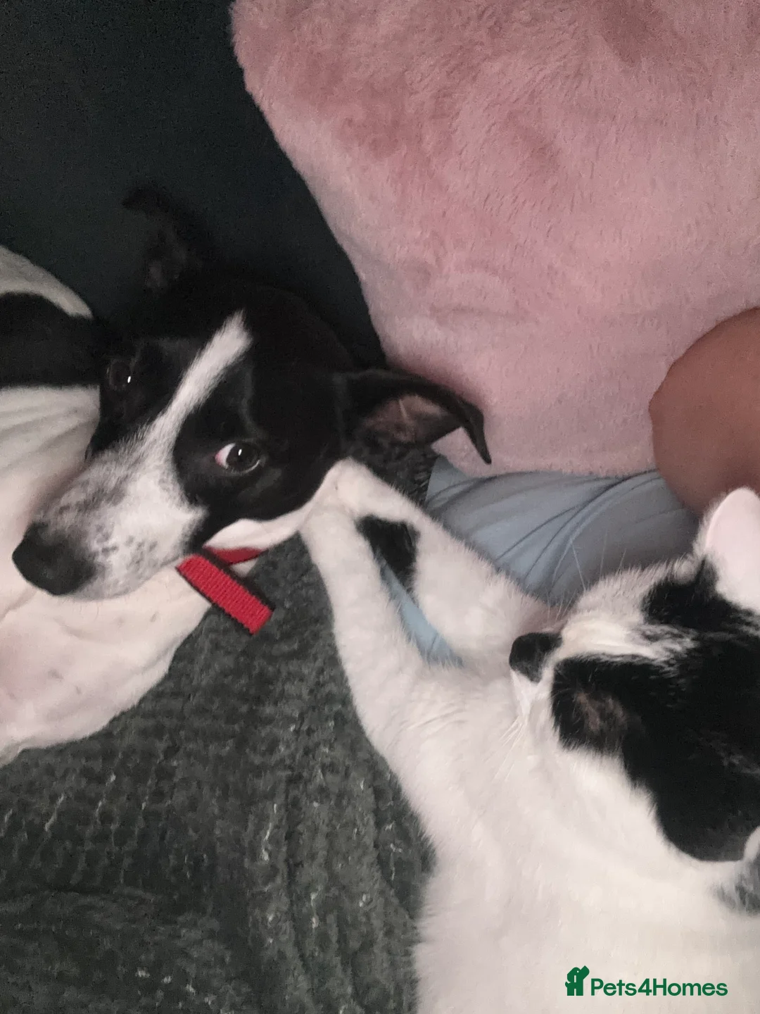 Mixed Breed dogs for sale: Please help Benny - Advert 3