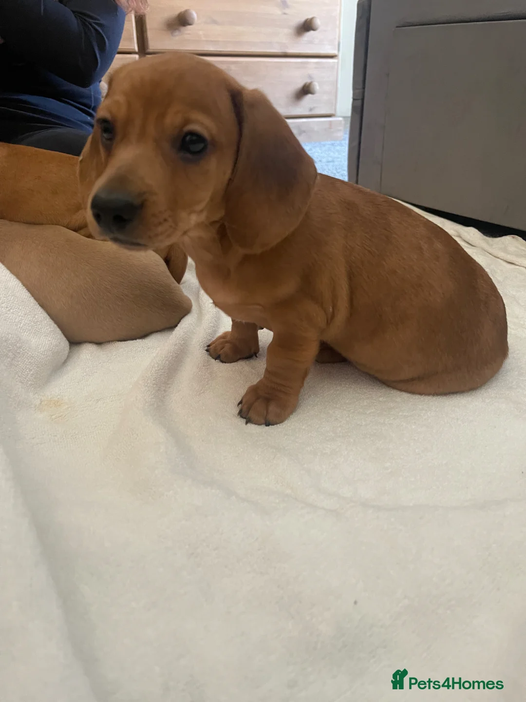 Miniature Dachshund dogs for sale: Pra clear mini smooth dachshund  in Castleford - Advert 1