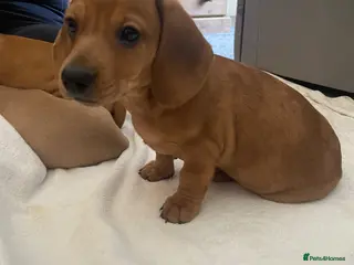 Miniature Dachshund dogs Pra clear mini smooth dachshund - Advert 1