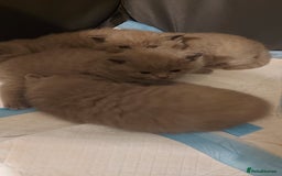 British Shorthair cats for sale: STUNNING 4 MALES BSH KITTENS 900£ - Image 5