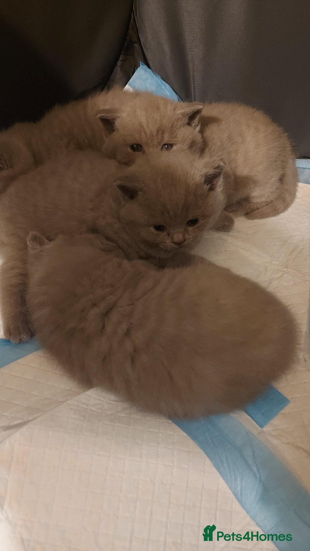 British Shorthair cats for sale: STUNNING 4 MALES BSH KITTENS 900£ - Image 5