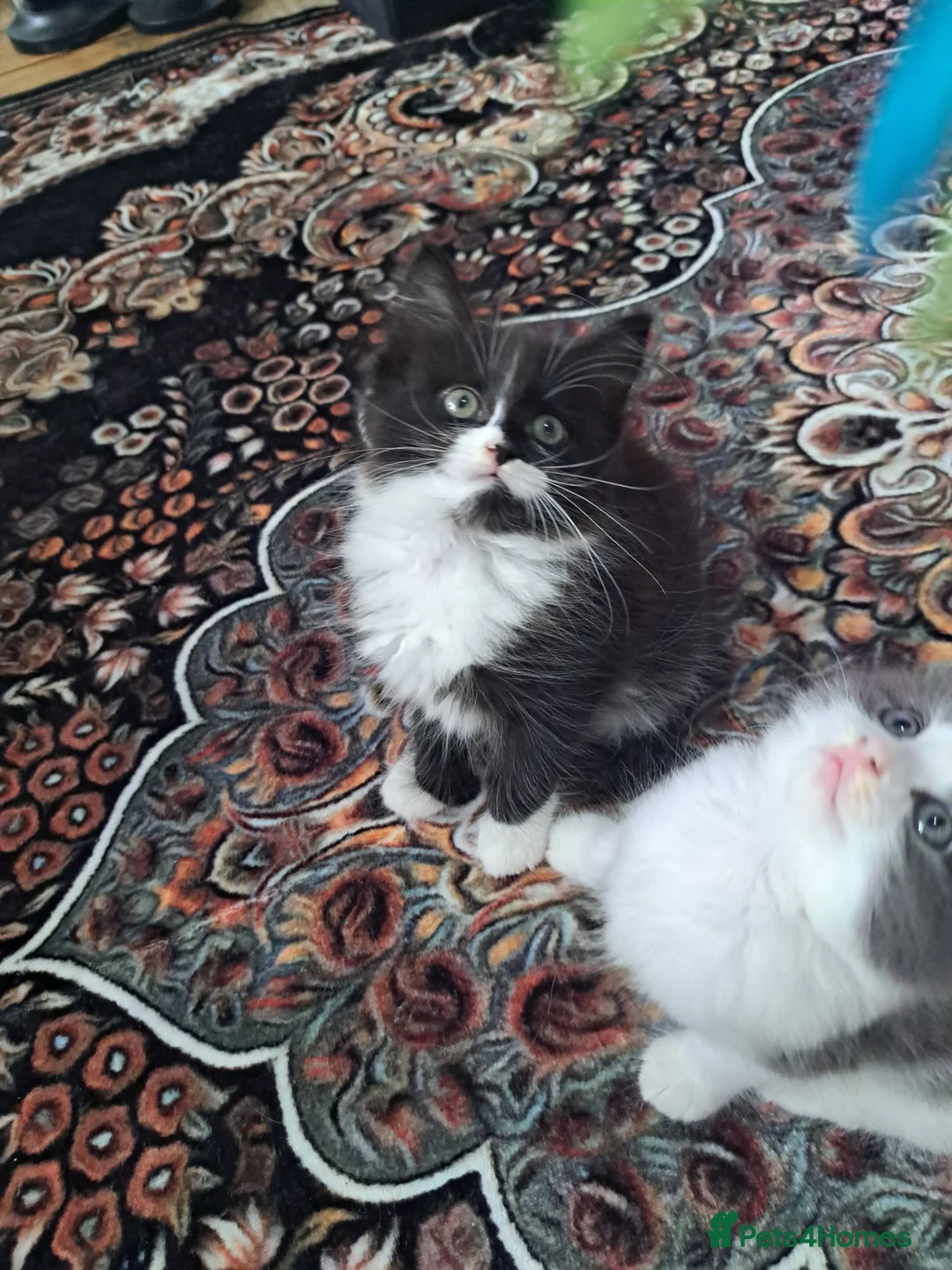 Mixed Breed cats for sale: Stunning mixed breed kittens - Advert 23