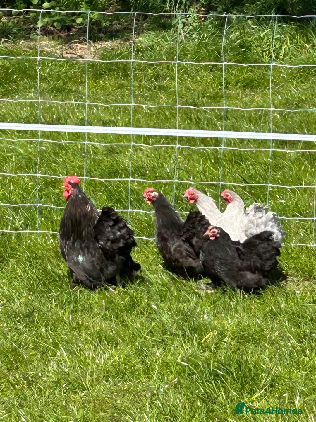 Hens poultry for sale: Pekin chickens  - Advert 2