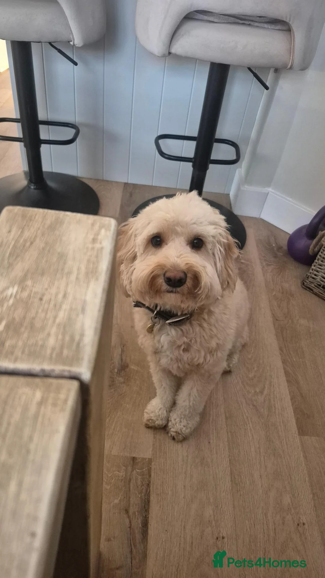 Cockapoo dogs for sale: Milo  in Weston-super-Mare - Advert 2