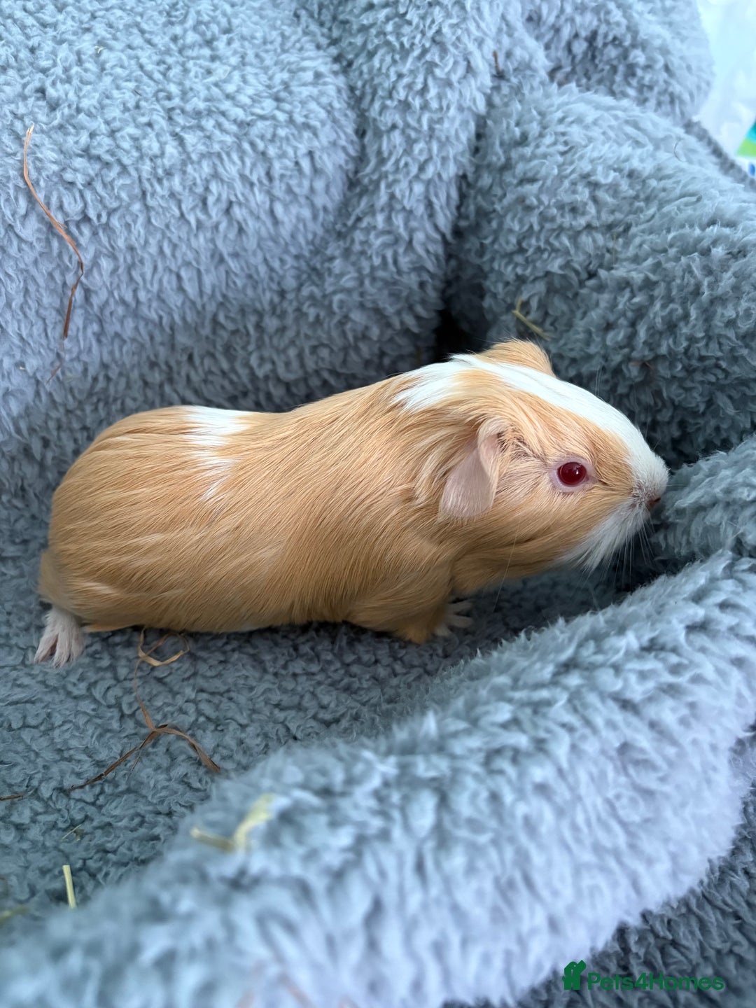 Guinea Pig rodents for sale: Two beautiful bonded baby boars - Advert 5