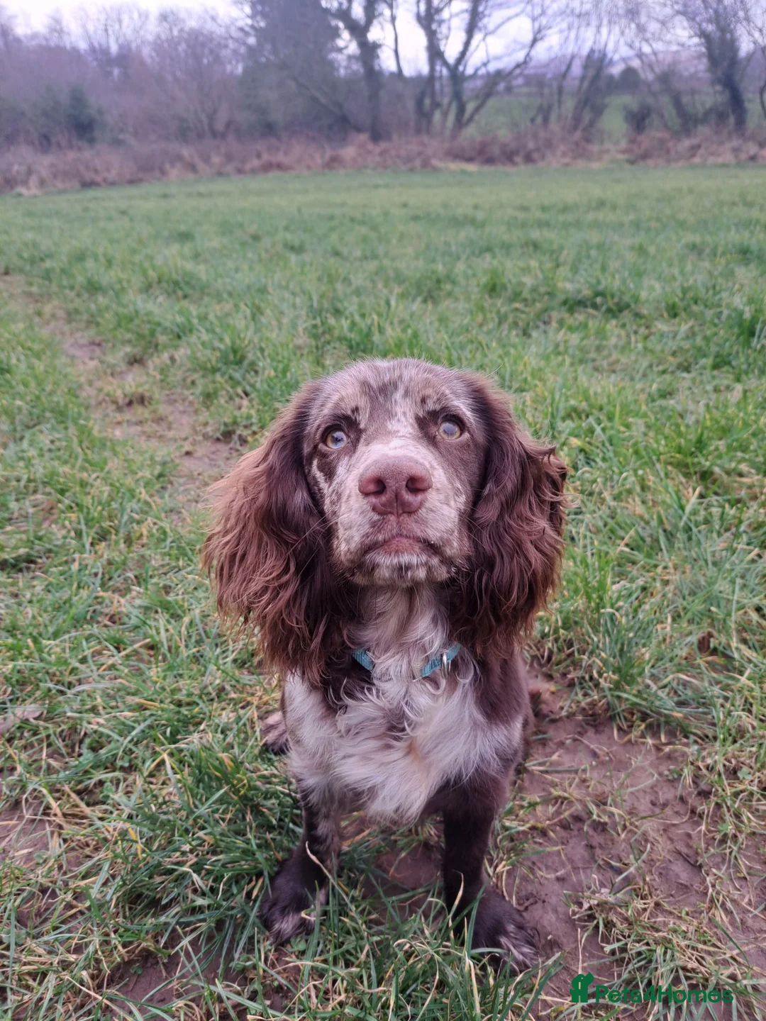 Cocker Spaniel dogs for sale: 14 month female cocker spaniel  in Cleator Moor - Advert 2