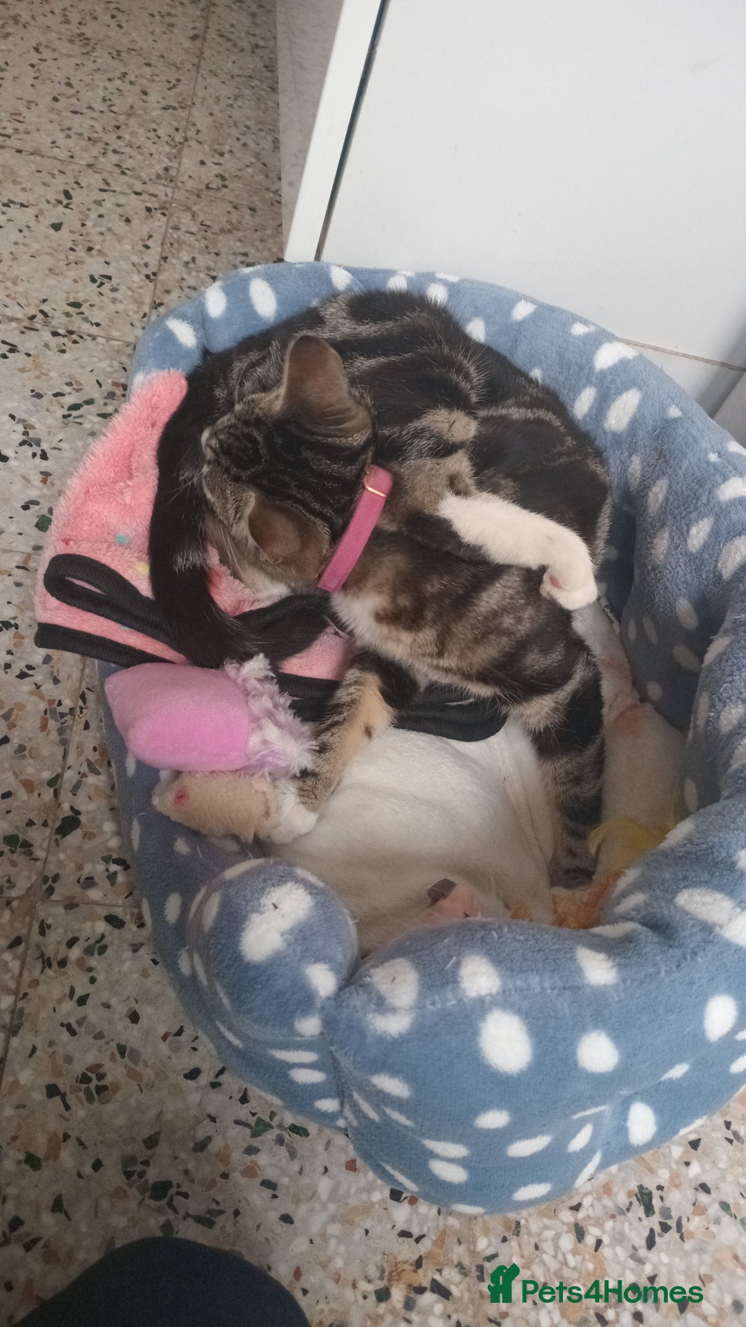 British Shorthair cats for sale: Kittens for sale x4 - Image 8