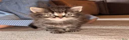 Persian cats for sale: READY TO LEAVE - OFFERS CONSIDERED  in Telford - Advert 7