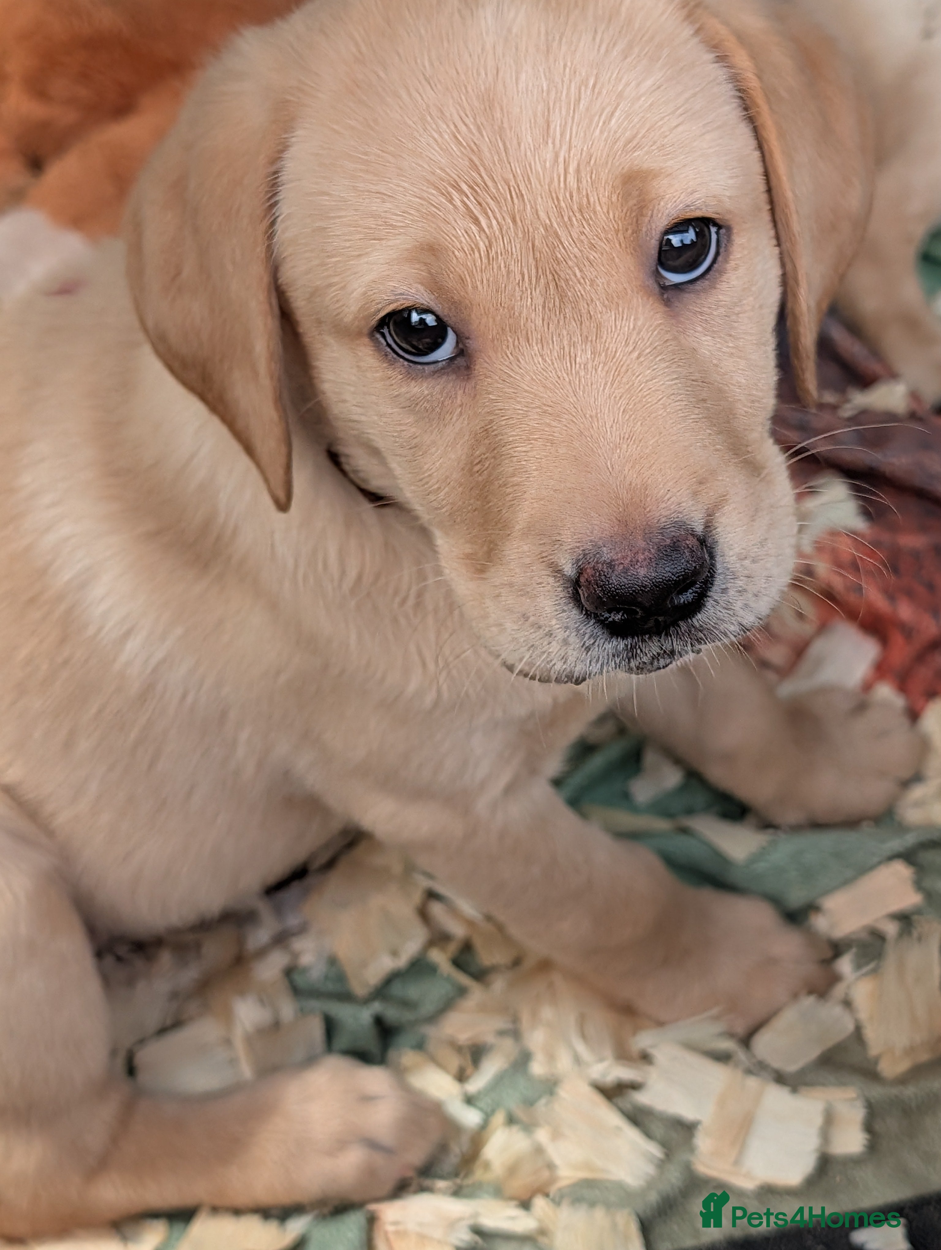 Labrador Retriever dogs 2 Labrador bitches left and ready for collection! - Advert 1