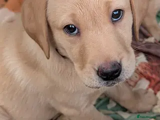 Labrador Retriever dogs 2 Labrador bitches left and ready for collection! - Advert 2