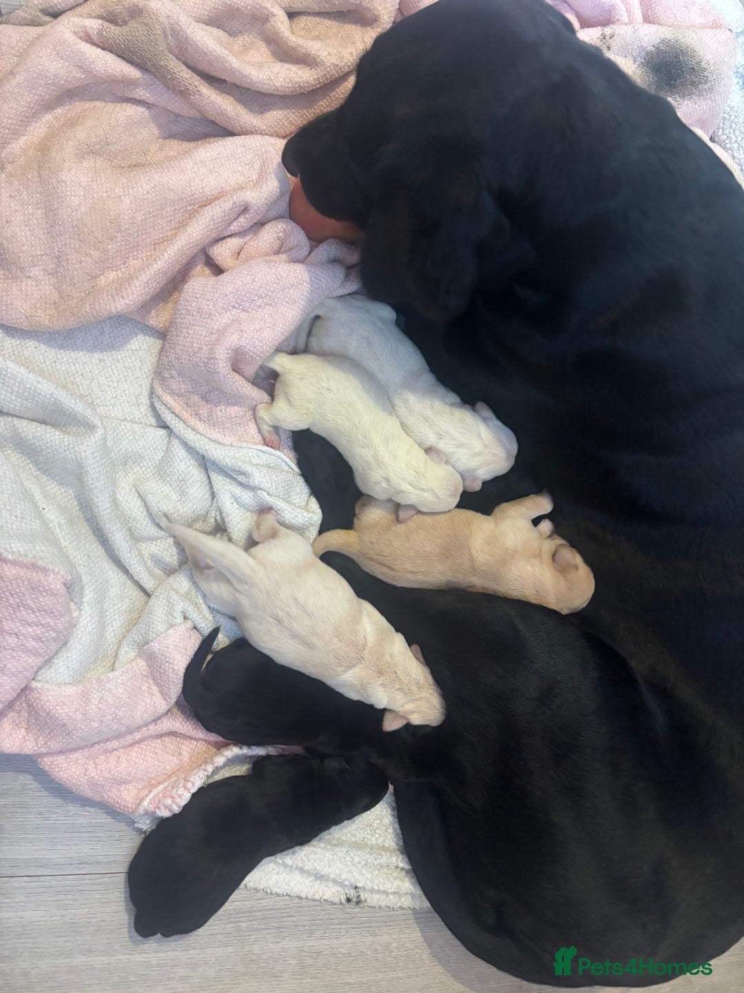Labrador Retriever dogs for sale:  Labrador puppies - Image 18