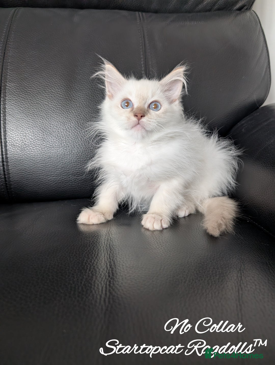 Ragdoll cats for sale: GCCF Pedigree Ragdoll Kittens Champion Lines - Image 22