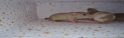 Rat rodents for sale: Baby dumbo rats - Advert 10