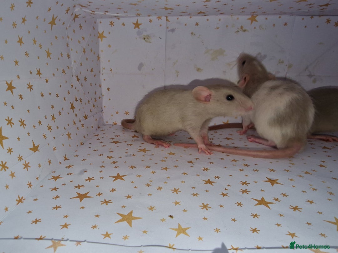 Rat rodents for sale: Baby dumbo rats - Advert 10