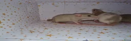 Rat rodents for sale: Baby dumbo rats - Advert 10