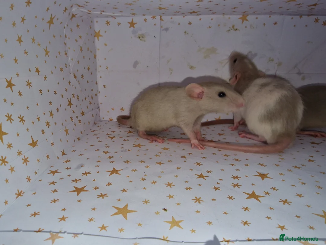 Rat rodents for sale: Baby dumbo rats - Advert 10