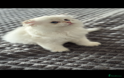 Scottish Fold cats for sale: purebred kittens Gold Scottish Fold Chinchilla - Image 3