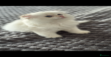 Scottish Fold cats - Advert 5