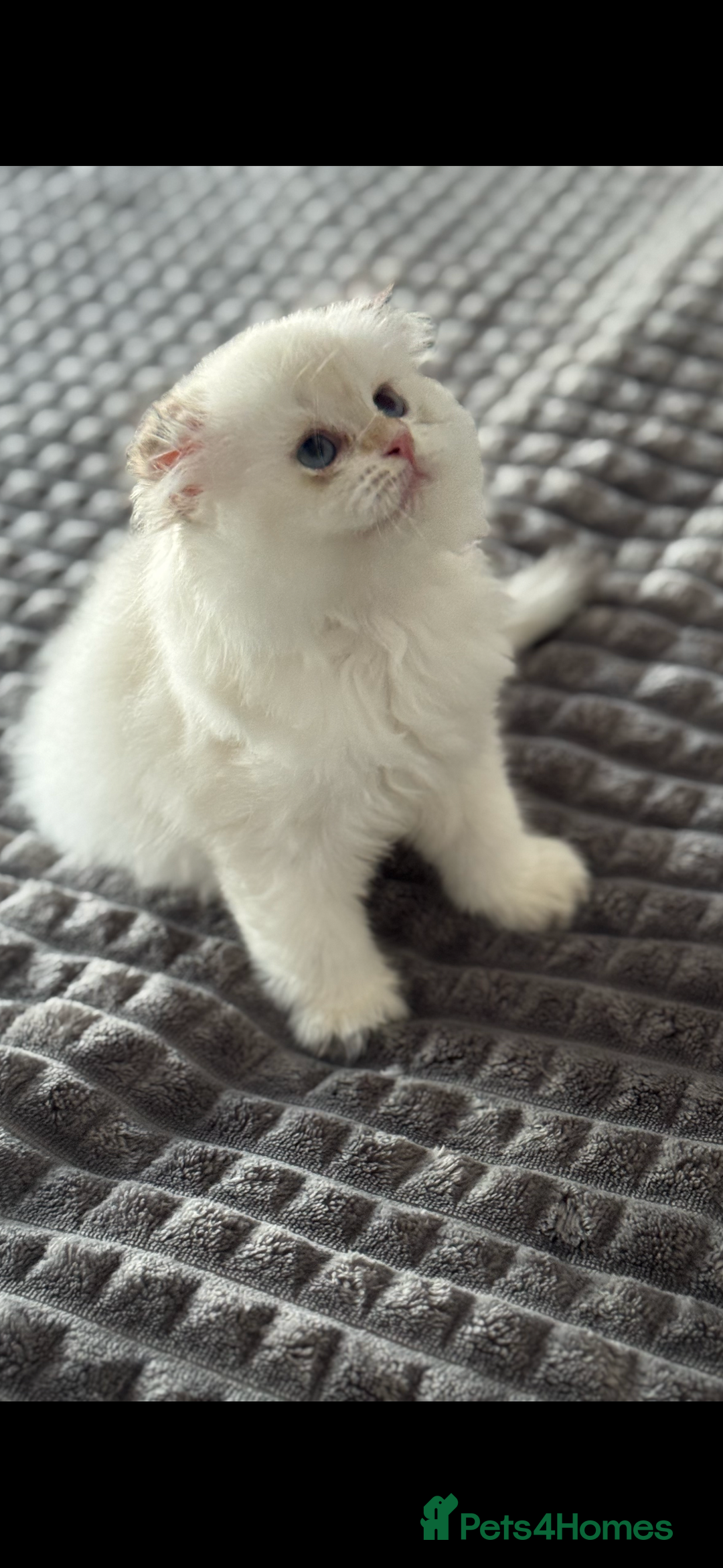 Scottish Fold cats for sale: purebred kittens Gold Scottish Fold Chinchilla - Image 3