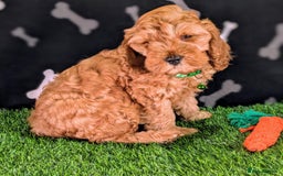 Cockapoo dogs for sale: F1b Cockapoo (Miracle). - Image 1