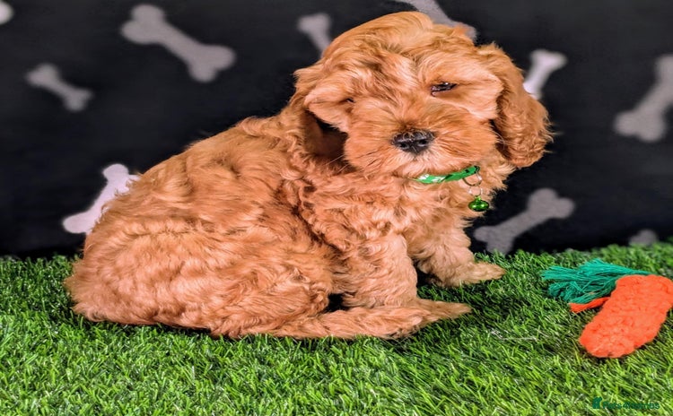 Cockapoo dogs - Advert 5