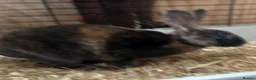 Rex rabbits for sale: Male Rex for sale  - Advert 4