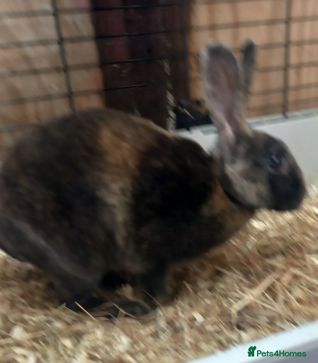 Rex rabbits for sale: Male Rex for sale  - Advert 4