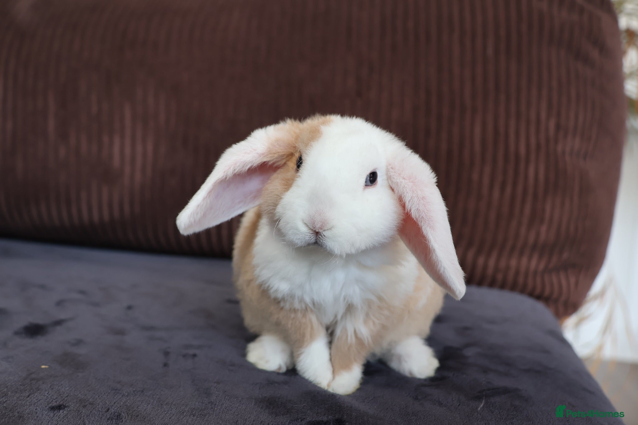Mini Lop rabbits Mini Plush Lop & Mini Rex Doe 🐰 - Advert 2