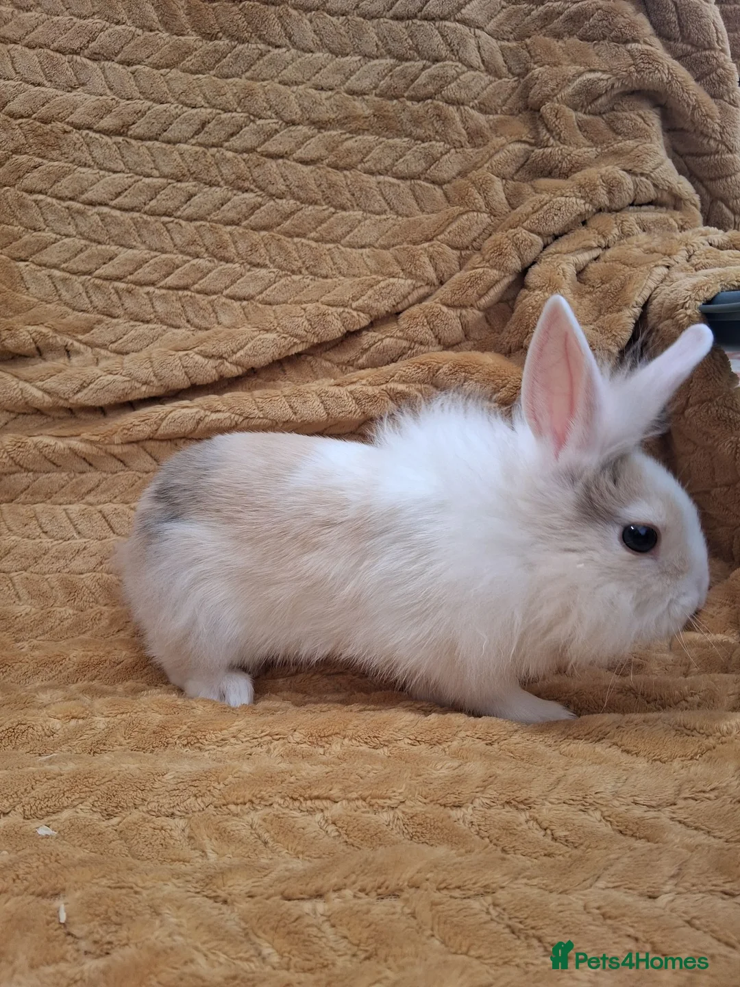 Mixed Breed rabbits for sale: 2 male rabbits looking for a forever loving home in Norwich - Advert 6